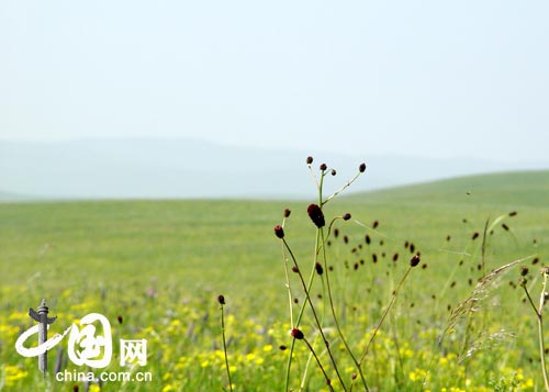 锡林郭勒草原