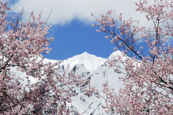 冰川与森林交错 雪山和草原共存 最美冰川之乡在波密