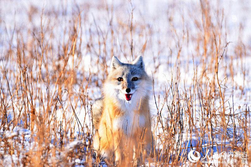 雪地中嬉戏的小狐狸。冬季美丽的乌珠穆沁草原，总是有这样灵动活泼的小动物。（孙万清 摄）