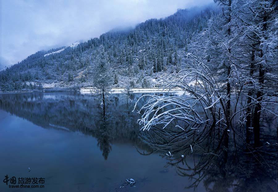 四川阿坝州美丽的雪景黄灿灿的草原景色