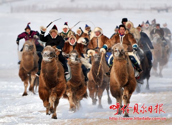 2015呼伦贝尔冬季骆驼文化节启动