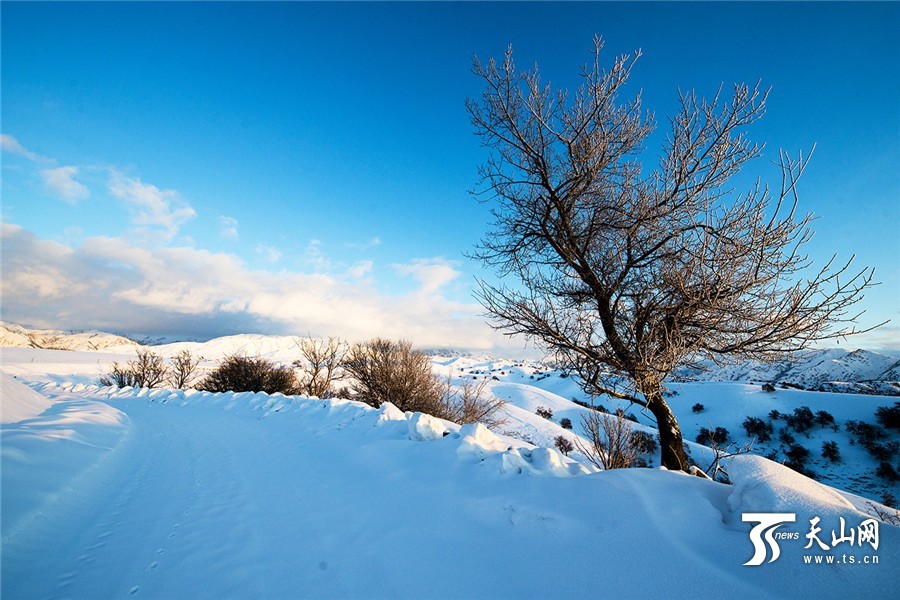 冬季新疆霍城縣福壽山分外迷人