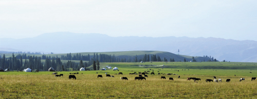 牛羊遍野。