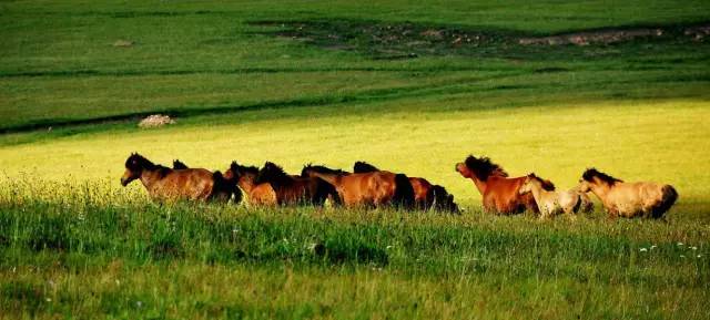 赤峰达里湖附近草原上奔跑的马群