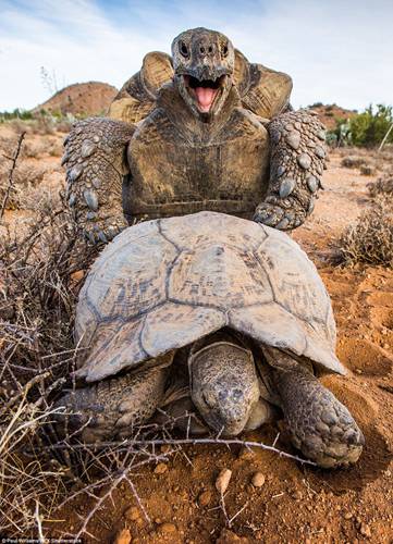 这是豹纹陆龟夫妇在繁衍后代。