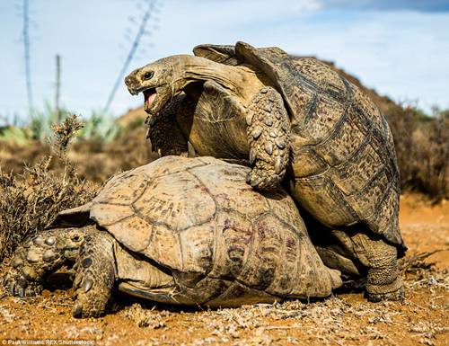 豹纹陆龟是全世界第4大陆地龟，也正是由于体型庞大的原因，它们在繁衍后代上通常只能采用这种姿势。