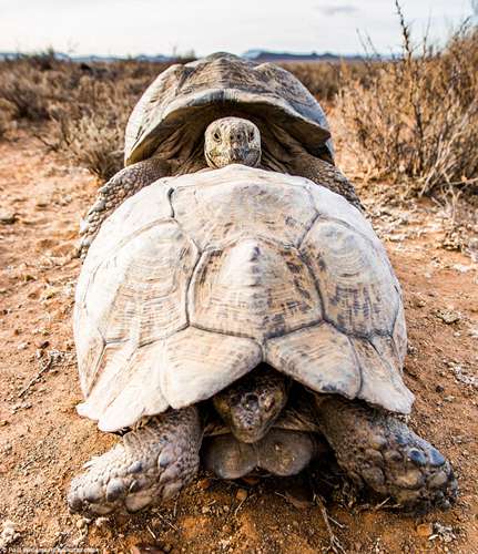 但在南非这片土地上，豹纹陆龟的体型可以算是第2大的陆地龟，只有苏卡达龟比它更大一些。