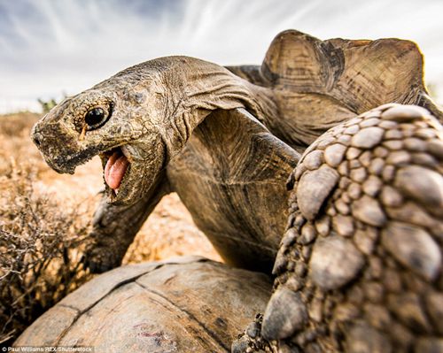据科学研究表明，豹纹陆龟在整个繁衍后代的过程中，雄性龟会有兴奋的呼噜声，而雌性龟从始至终都是沉默不语的。