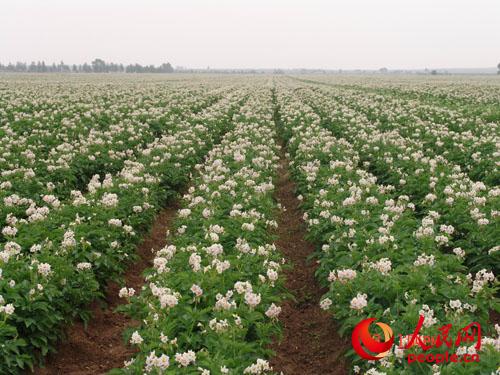 长势喜人的马铃薯种植基地