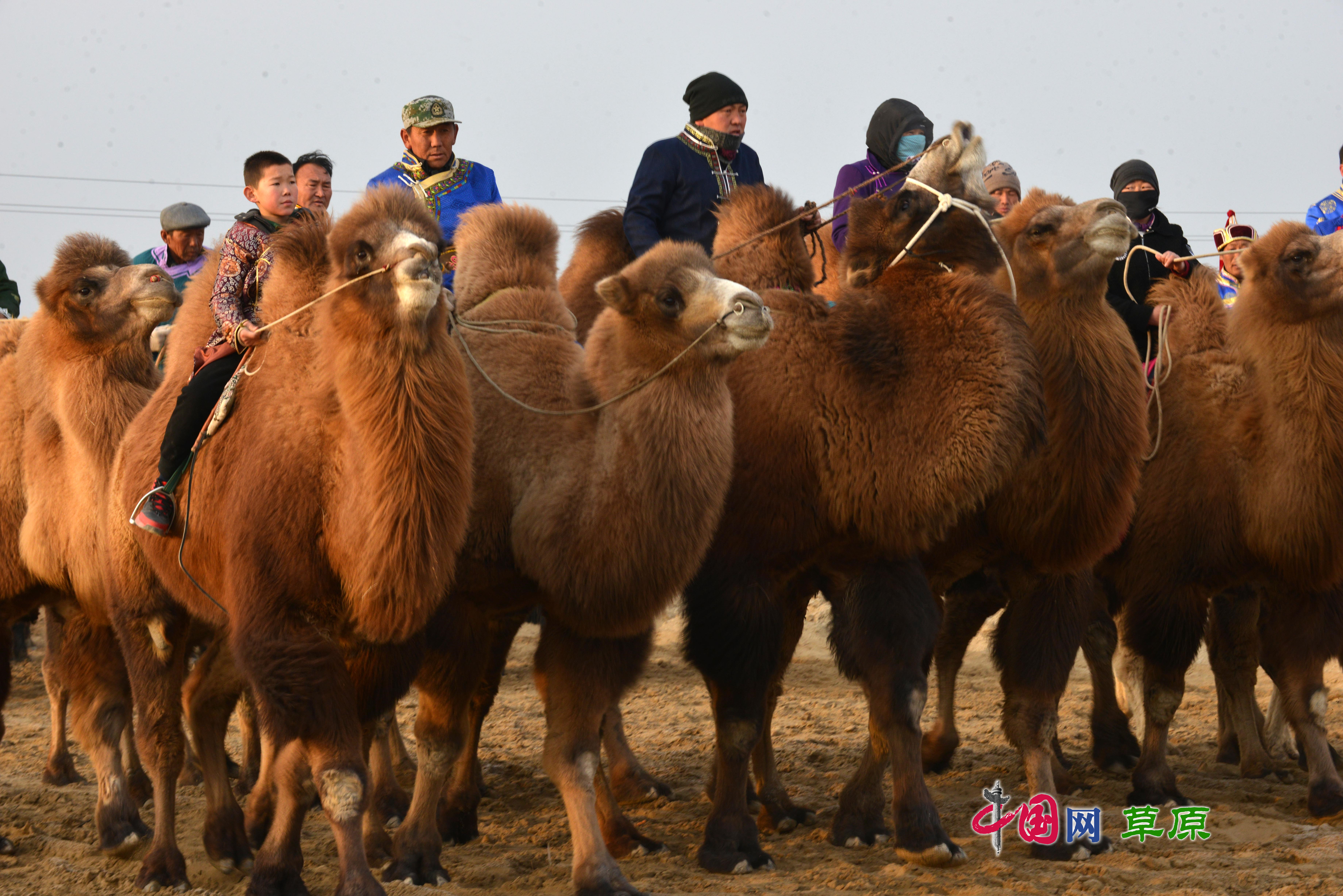 骆驼|画廊|中国国家地理网