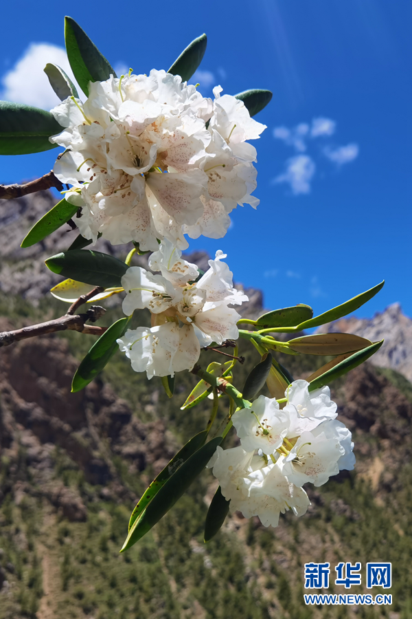 深藏在秘境囊谦的高山杜鹃