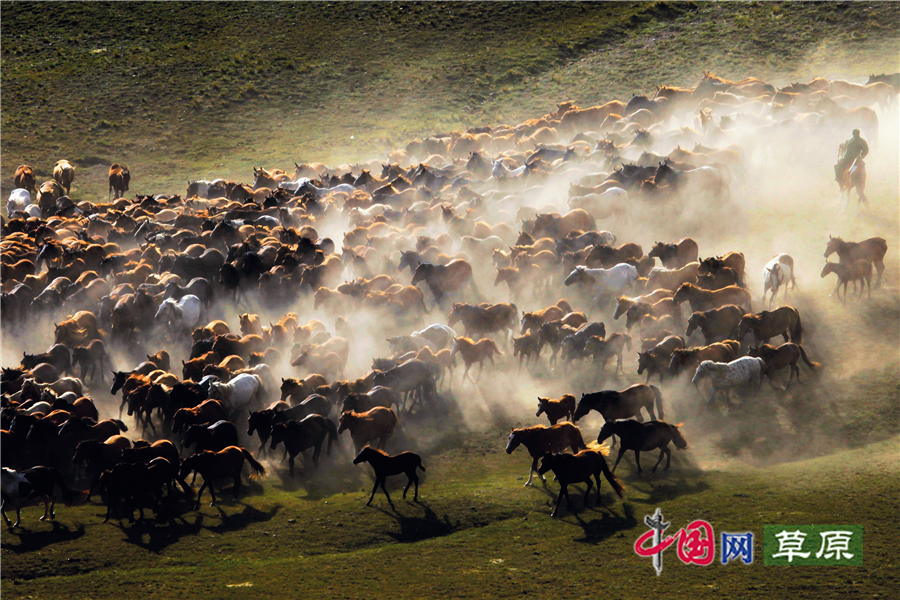 【原创】中国最美的夏天：呼伦贝尔草原国家公园（中国网草原频道）