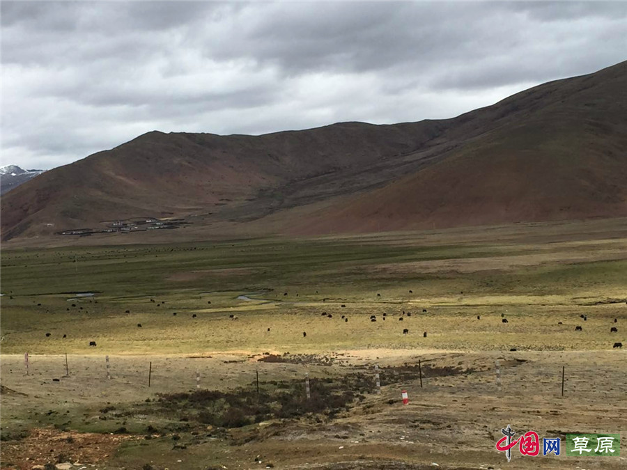 【原创】带你走进六月的川西高寒草原（组图）