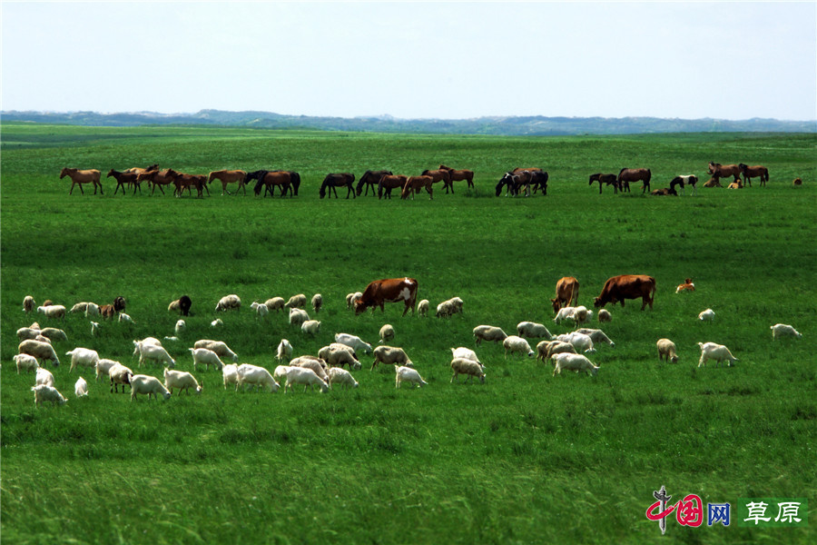 【原创】郑思林光影深处的草原情：为牧人留住曾经的生活