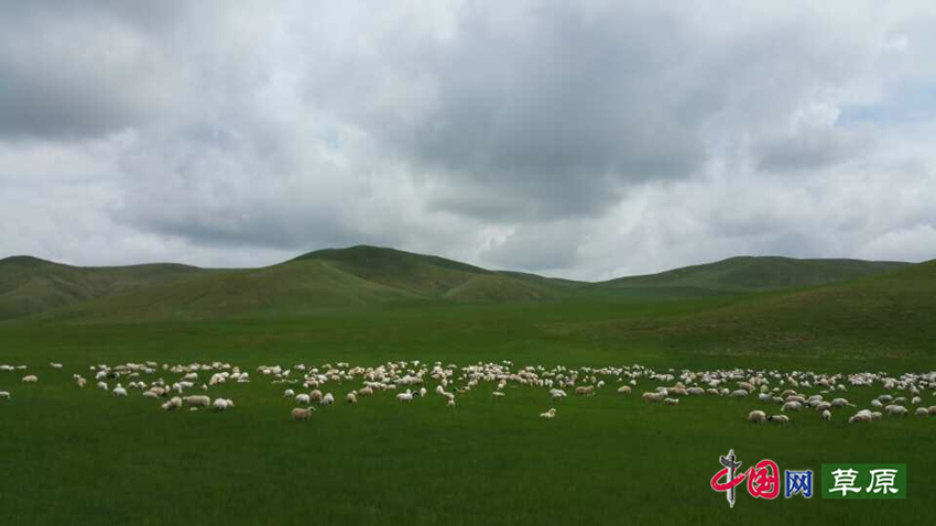 内蒙古锡林郭勒盟西乌珠穆沁旗草原（摄影：郑思林）