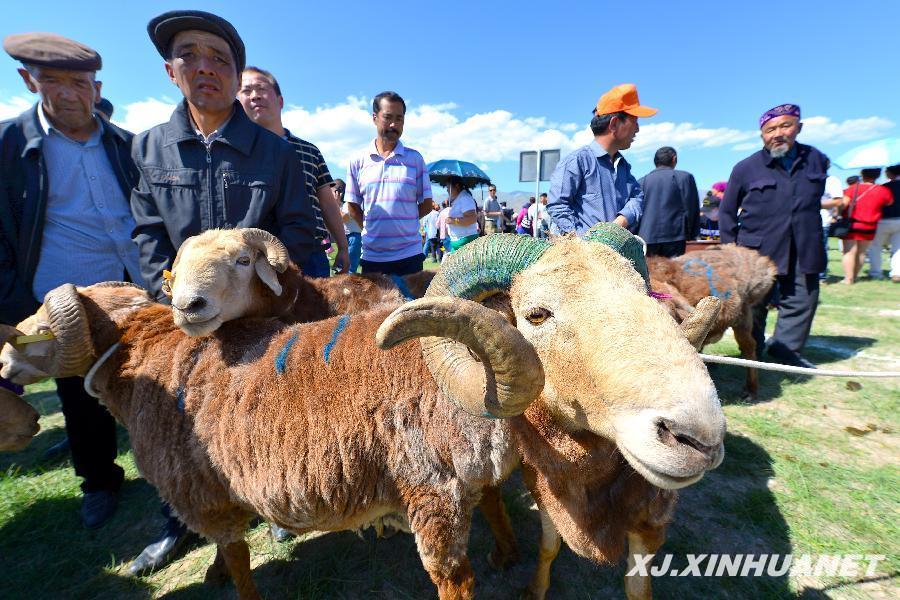 #（社会）（2）新疆伊吾牧民草原赛肥羊庆丰收