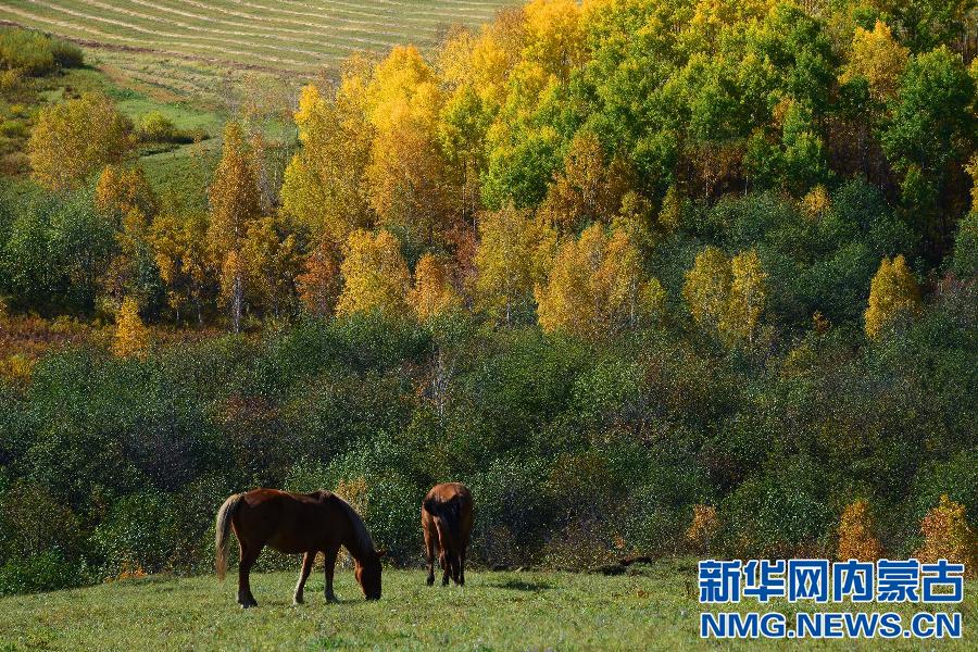 #（美丽中国）（3）秋染额尔古纳