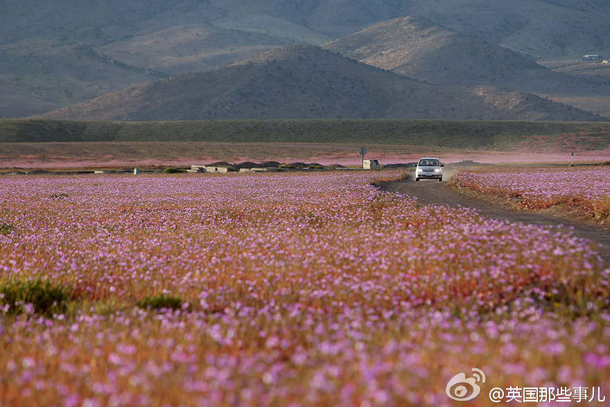 世界最干燥沙漠遇大雨花开遍地