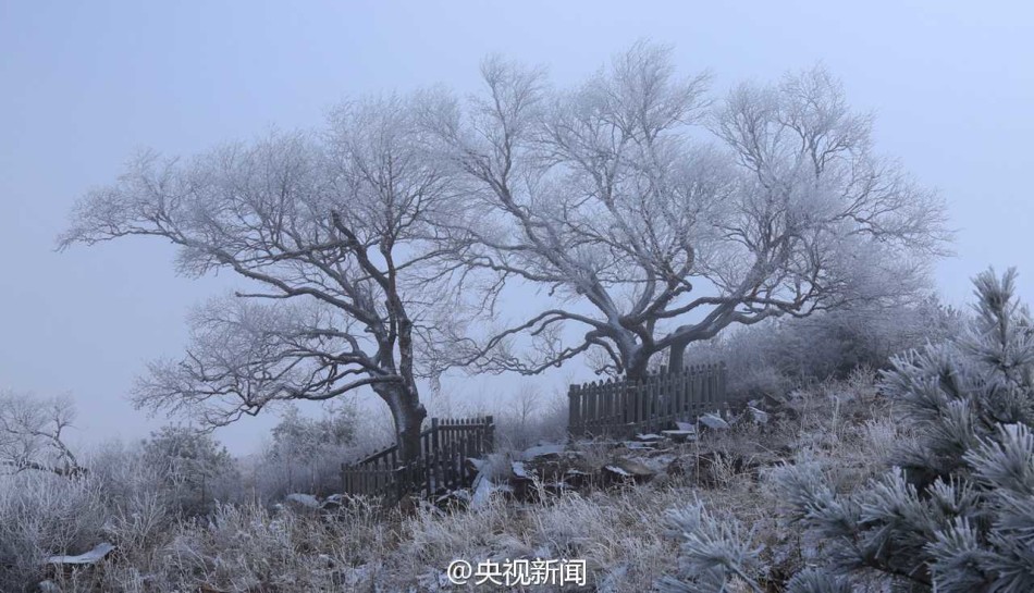 雾凇美景“扮靓”山西中条山