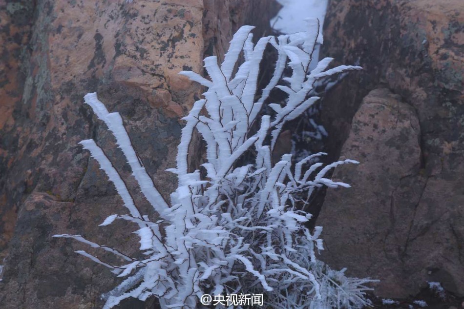 雾凇美景“扮靓”山西中条山