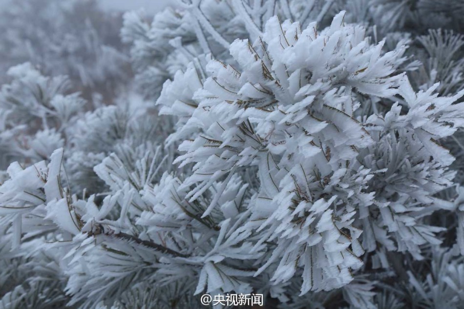 雾凇美景“扮靓”山西中条山