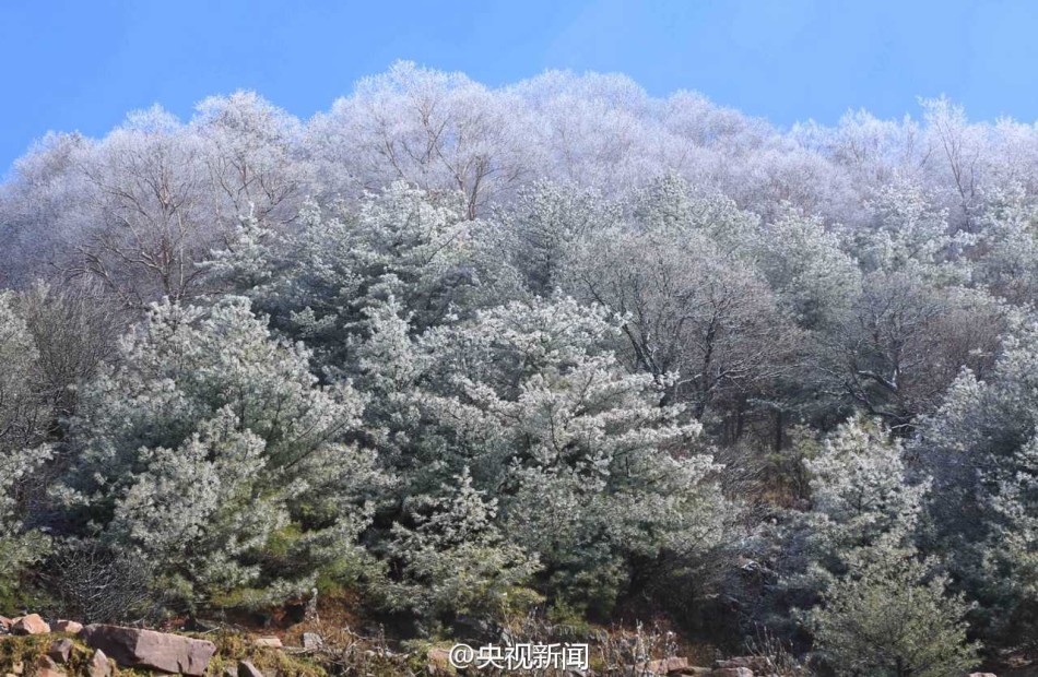 雾凇美景“扮靓”山西中条山
