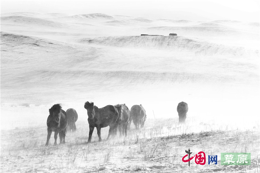 【原创】白毛风中的蒙古马：能耐得住零下40℃的严寒（组图）（记者 王金梅）