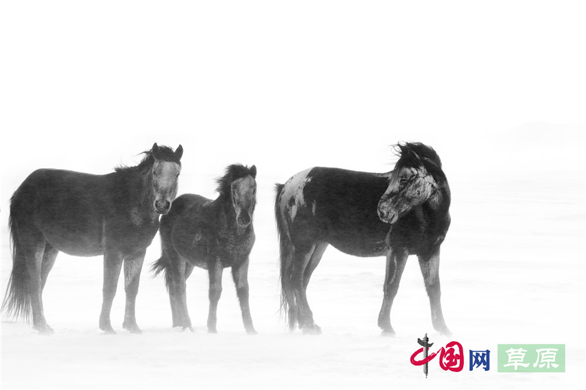 【原创】白毛风中的蒙古马：能耐得住零下40℃的严寒（组图）（记者 王金梅）