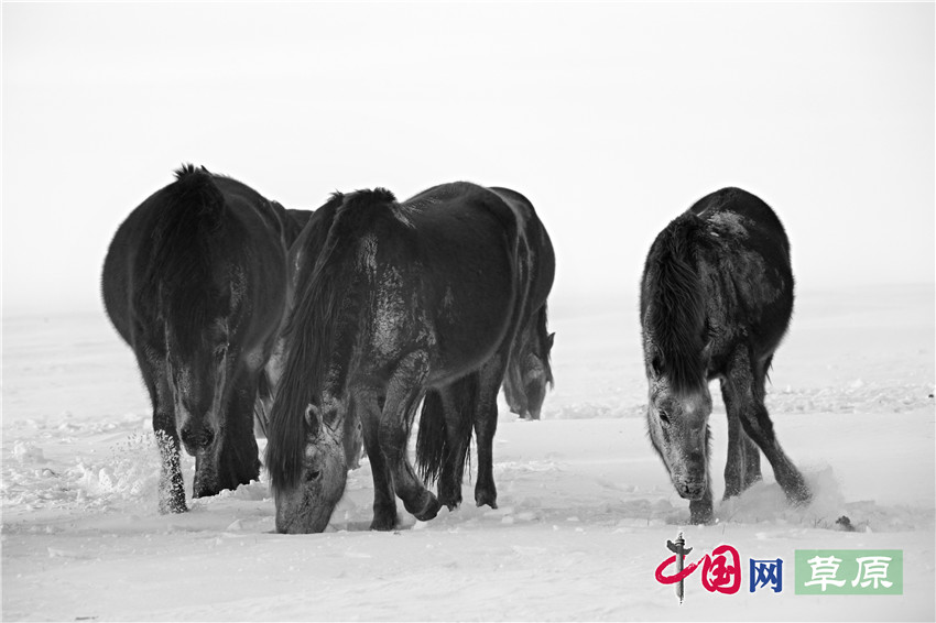 【原创】白毛风中的蒙古马:能耐得住零下40℃