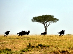 跟隨風的腳步 與大自然一起聆聽東非草原故事