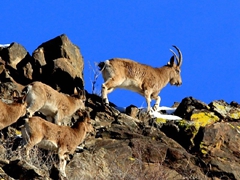 新疆富蕴县野生动物逐年增多