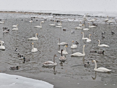 新疆庫爾勒百隻天鵝冰上跳芭蕾演繹“冰河之戀”