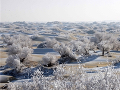 新疆塔里木盆地冬日胡杨壮美无限