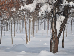 新疆富蕴迷人雪季
