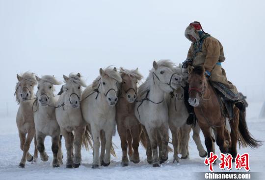 图为冰雪那达慕现场奔跑的马驹。　白嘎利 摄