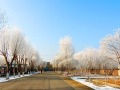 新疆焉耆县出现雾凇景观