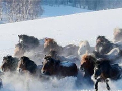 到冬季的壩上草原 來欣賞萬馬奔騰的恢弘景象
