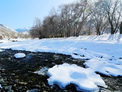 在新疆瑪納斯清水河畔尋找春天