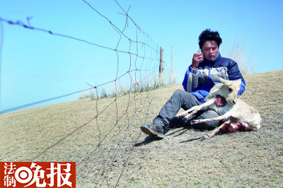 环保志愿者诺桑发现一只因翻越围栏而折断右后腿的普氏原羚。诺桑抱住它防止挣脱，随即联系救援
