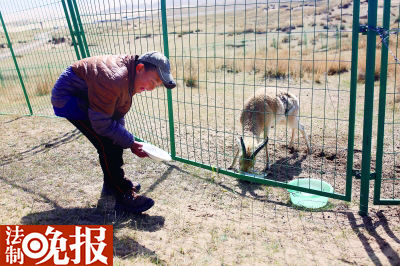 南加儿子给普氏原羚“果周”喂食，它是南加救回的一只幼崽，由于自幼由人工喂养，始终无法野化放归草原
