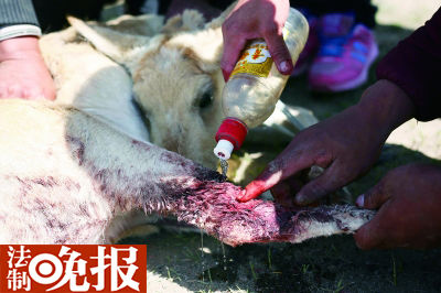 受伤的普氏原羚被接到志愿者家，并用白酒消毒