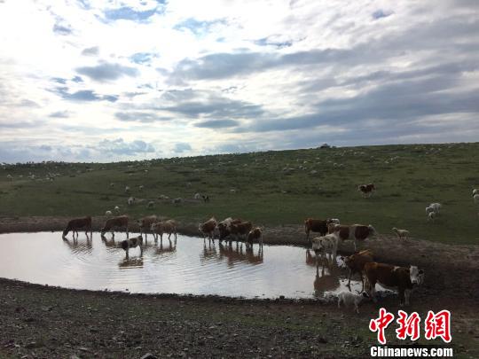 图为锡林郭勒草原上，采用传统放牧方式散养在漫山遍野的牛羊。　乌瑶　摄
