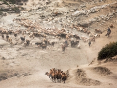 新疆牧场上那幕壮观的牲畜场季