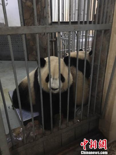 中国北方草原迎来首对大熊猫“国宝”安家鄂尔多斯