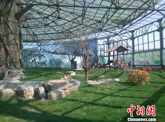 图为熊猫姐妹的“草原之家” 金泉 摄