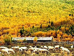 十月的内蒙古,包含了整个中国的秋色!