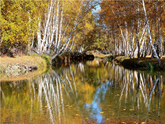 新疆哈巴河县色彩斑斓的秋