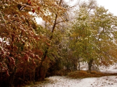 最美新疆伊犁秋冬小景 美丽无比