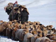 新疆北部哈巴河县10万牲畜转往冬牧场