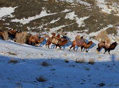 阿勒泰地区百万头牲畜转入冬牧场